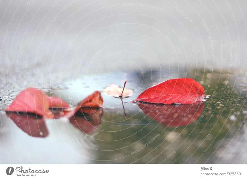 Autumn Water Bad weather Rain Leaf Wet Red Autumn leaves Puddle Street Colour photo Multicoloured Exterior shot Deserted Copy Space top Copy Space bottom