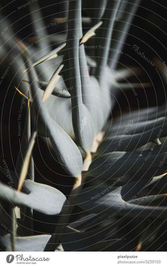 peak Nature Plant Leaf Exotic Dark Point Branch Thorny Detail Colour photo Macro (Extreme close-up) Deserted Deep depth of field