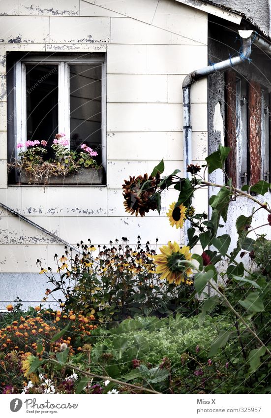 Window I Living or residing Flat (apartment) Garden Flower Outskirts Old Overgrown Country  garden Farm Sunflower Colour photo Exterior shot Deserted