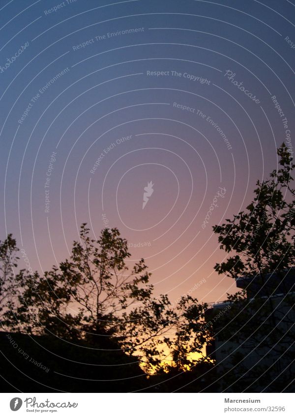 sunset Evening Tree Sunset Sky Nature Leaf Dusk