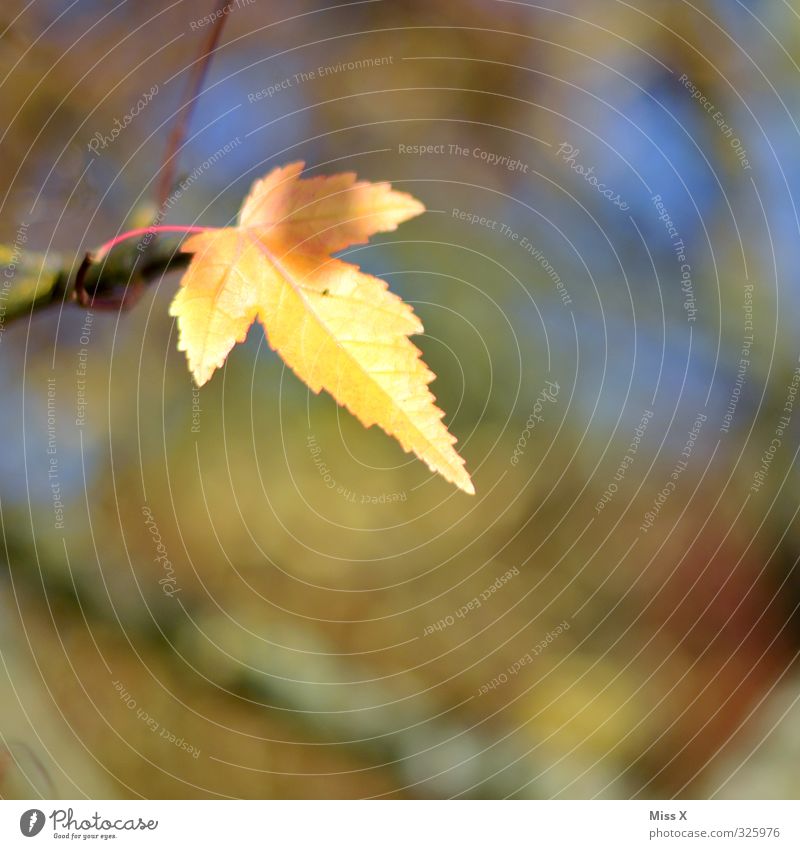 autumn Autumn Leaf To dry up Yellow Autumn leaves Autumnal Autumnal colours Early fall Branch Twig Sunlight Multicoloured Exterior shot Close-up Deserted