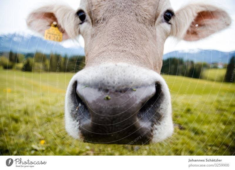 Elsa Farm animal Cow Animal face 1 Looking Curiosity Allgäu Colour photo Exterior shot Day Blur Shallow depth of field Wide angle Animal portrait