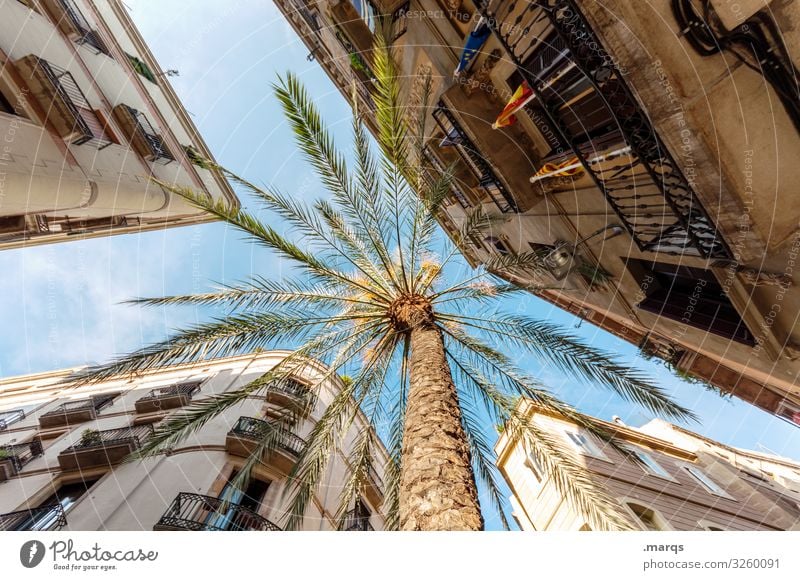 palm Vacation & Travel Tourism Summer vacation Cloudless sky Palm tree House (Residential Structure) Facade Tall Perspective Above Ambitious Old town Downtown