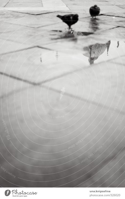 pigeons. dome. focus. Water Rain Places Street Bird Pigeon 2 Animal Stand Cold Gloomy Paving tiles Puddle Black & white photo Exterior shot Deserted