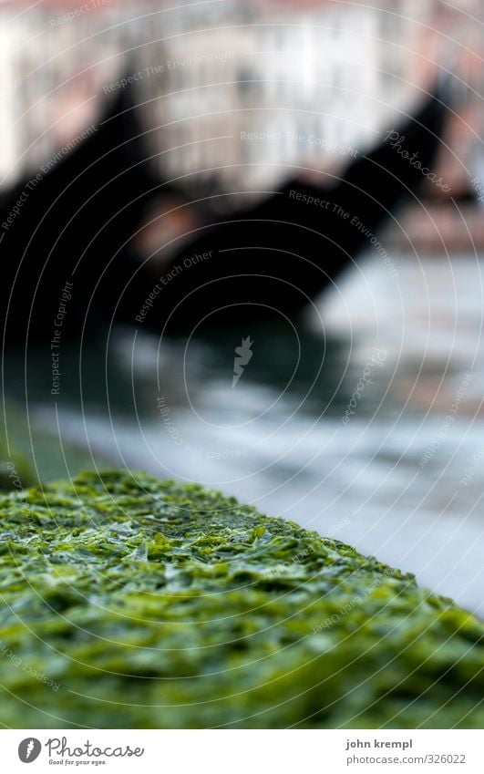 The horned devil's algae Algae Venice Italy Port City Downtown Old town Navigation Jetty Gondola (Boat) Swimming & Bathing Growth Wet Slimy Green Environment