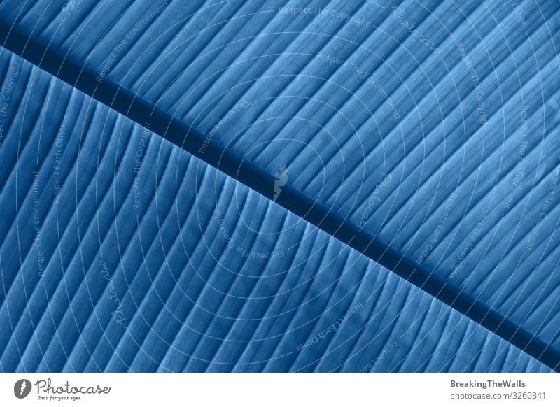 Background texture of blue toned palm leaf veins Environment Nature Plant Tree Leaf Foliage plant Exotic Fresh Bright Blue Colour Veins background Consistency