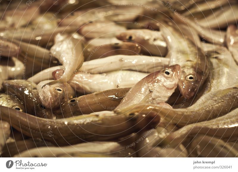 Ois fia de fish Animal Farm animal Fish Group of animals Eating Lie Brown Environmental pollution Environmental protection Fish market Food Death Colour photo