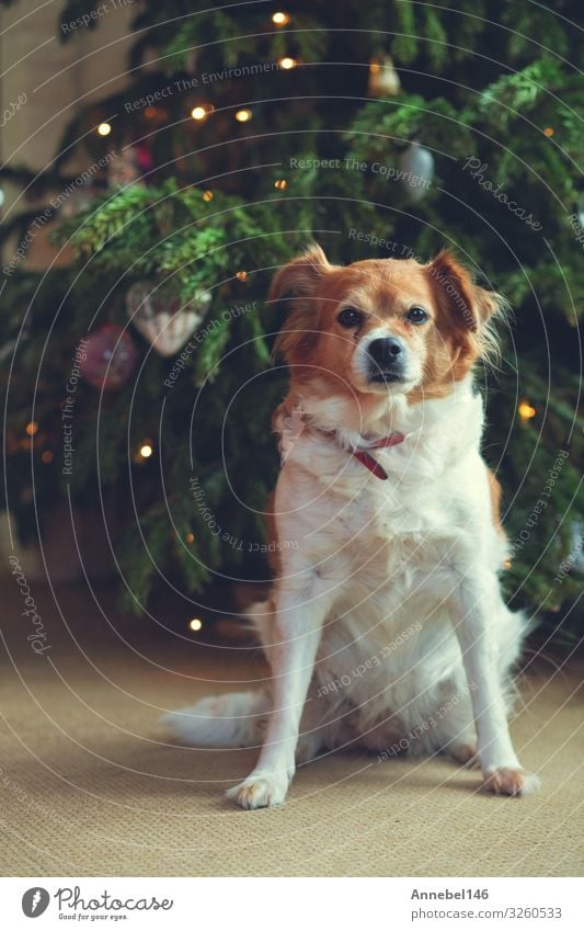 Portrait of Happy brown cute dog, dog with bokeh background Joy Face Playing Summer Baby Friendship Nature Animal Grass Fur coat Pet Dog Friendliness Small Cute