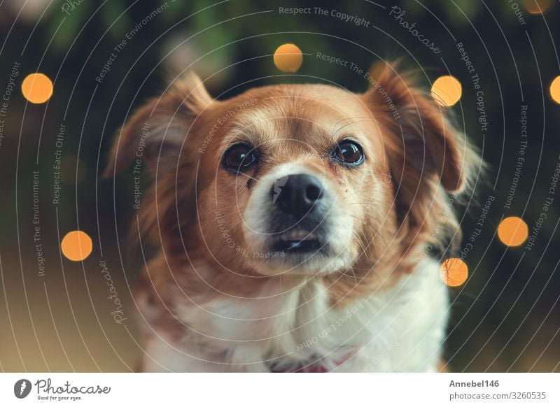 Portrait of Happy brown cute dog, with bokeh background Joy Face Playing Summer Baby Friendship Nature Animal Grass Fur coat Pet Dog Friendliness Small Cute