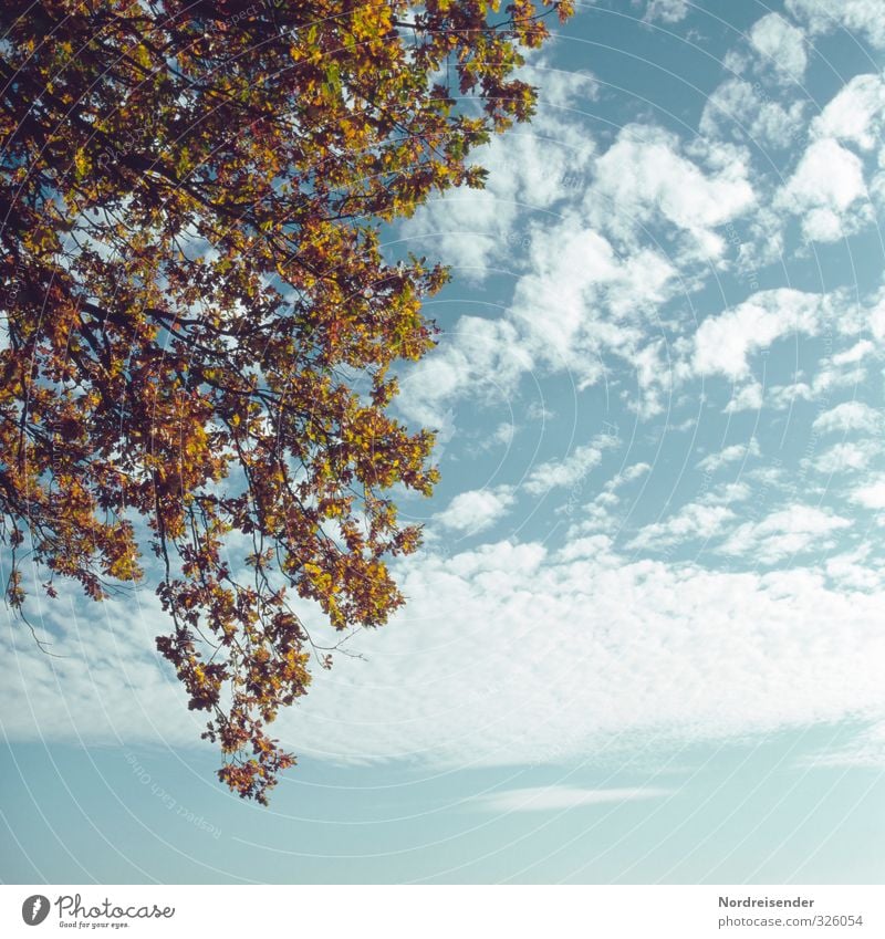 late summer Calm Nature Plant Sky Clouds Autumn Climate Beautiful weather Tree To dry up Natural Dry Blue Multicoloured Colour Transience Change