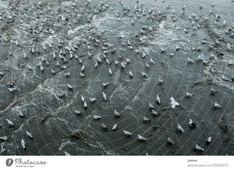 fish market Nature Beach Baltic Sea Bird Seagull Group of animals To feed Feeding Argument Blue Gray Black White Aggression Chaos Colour photo Subdued colour