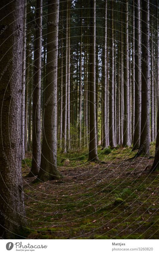 Sometimes you can't see the forest for the trees. Trip Adventure Hiking Nature Landscape Beautiful weather Tree Forest Deserted Wood Tree trunk Discover