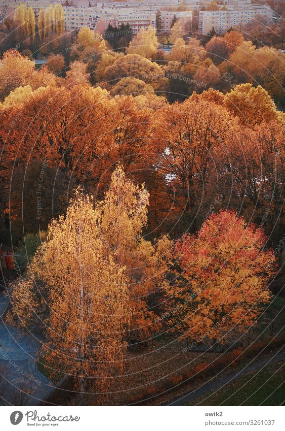 Living in the forest Environment Nature Landscape Plant Autumn Tree Autumn leaves Deciduous tree Forest Bautzen Germany Outskirts Populated