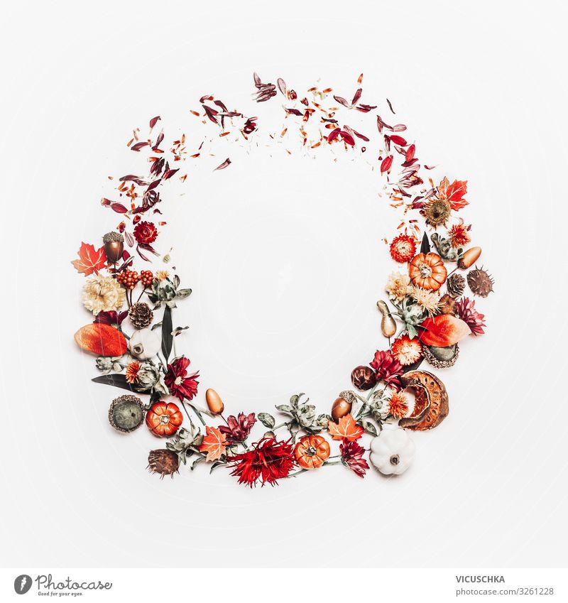 Beautiful autumn wreath or circle frame made with pretty fall leaves, chestnuts, nuts, acorns and flowers on white background. Top view. Flat lay. Creative layout