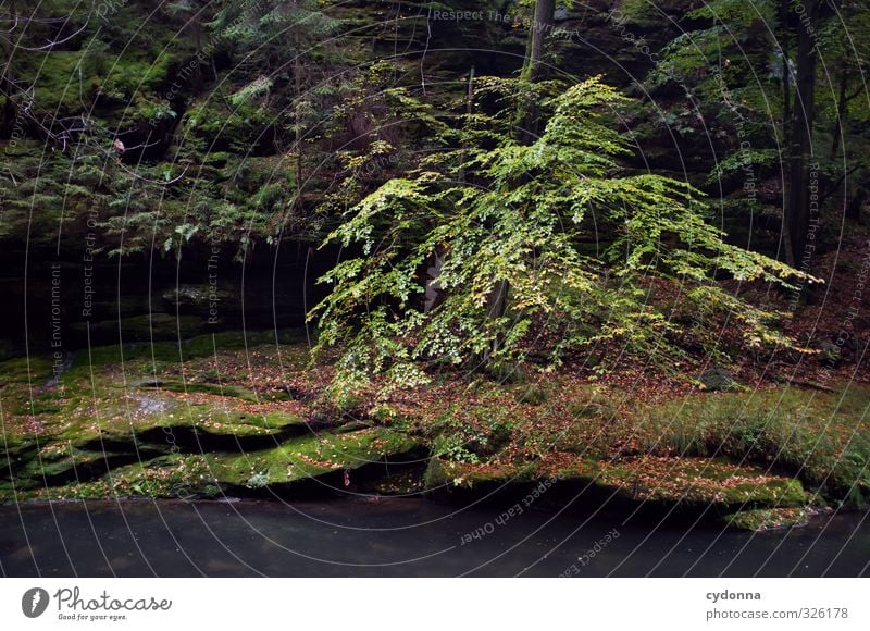 near the water Trip Adventure Hiking Environment Nature Landscape Water Autumn Rain Tree Forest Rock Brook Loneliness Uniqueness Relaxation Mysterious Idyll