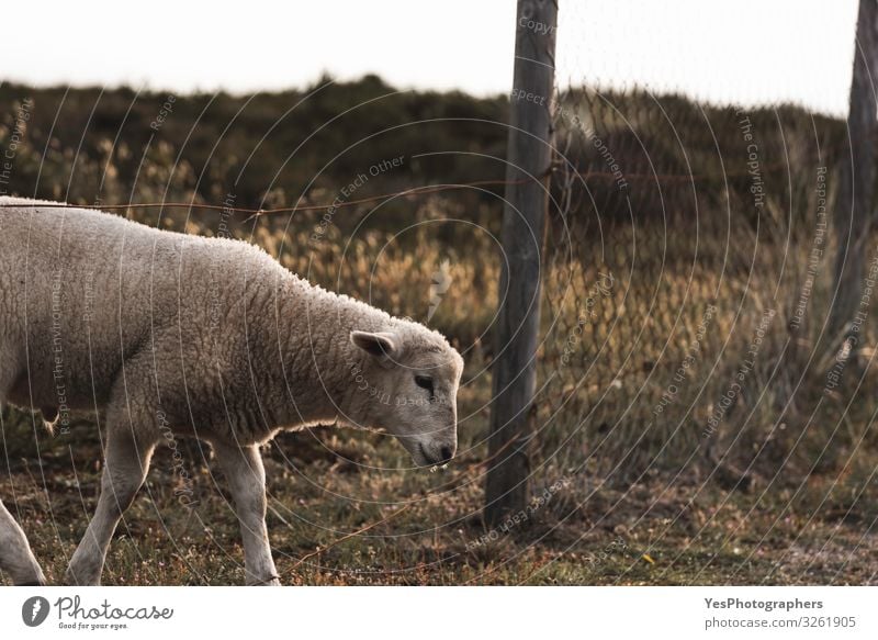 Lamb crossing farm fence. Northern white sheep on Sylt island Summer Easter Grass Moss North Sea Farm animal 1 Animal Baby animal Cute Adventure Freedom Frisia