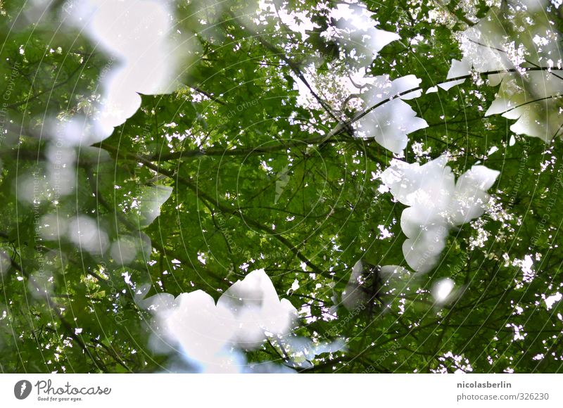 plant | summer leaf Nature Beautiful weather Plant Tree Leaf Foliage plant Park Forest Esthetic Large Sustainability Soft Double exposure Green Colour photo