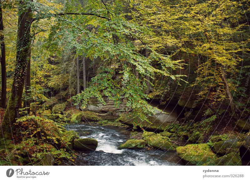 downstream Vacation & Travel Tourism Trip Adventure Hiking Environment Nature Landscape Water Autumn Tree Moss Forest Rock Brook River Movement Loneliness