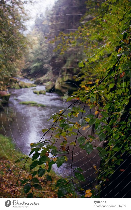 course of a brook Vacation & Travel Trip Adventure Far-off places Hiking Environment Nature Landscape Water Autumn Rain Tree Forest Rock Canyon Brook River