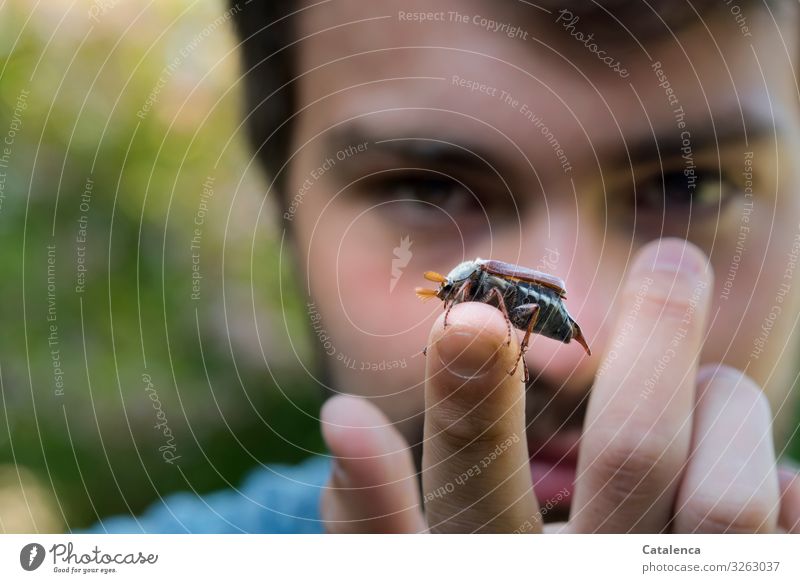 Cockchafer sits on the fingertip of the young man portrait person Young man hands Fingers fauna Nature Animal Garden Insect Beetle May bug Spring Crawl look Day