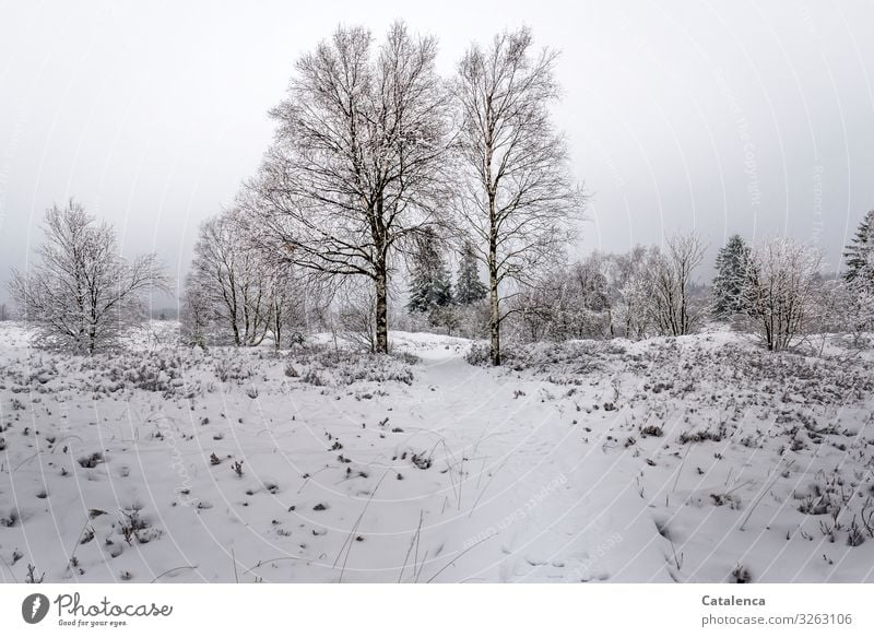 It has snowed, a light blanket of snow covers the moorland Winter Snow Hiking Nature Landscape Plant Sky Bad weather Ice Frost Tree Bushes Bog High venn