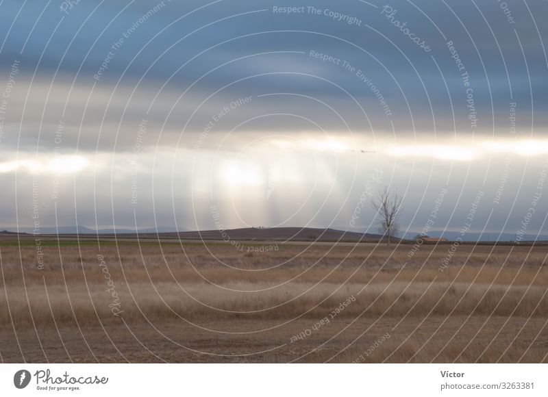 Natural light over the plain. Gallocanta Lagoon Natural Reserve. Aragón. Spain. Nature Landscape Tree Grass Loneliness Colour aragon gallocanta lagoon Grassland