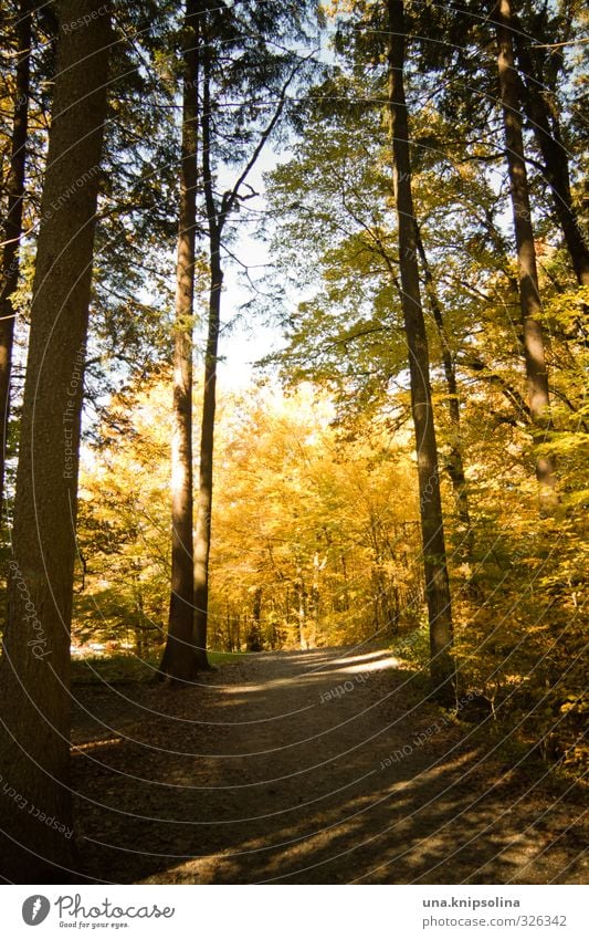 autumn walk Environment Nature Autumn Beautiful weather Tree Forest Relaxation Illuminate Hiking Friendliness Natural Serene Patient Calm Contentment