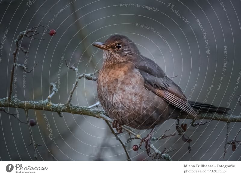 Blackbird in a berry bush Nature Animal Sunlight Autumn Winter Bushes Wild animal Bird Animal face Wing Claw Head Beak Eyes Feather Plumed 1 Observe Looking Sit