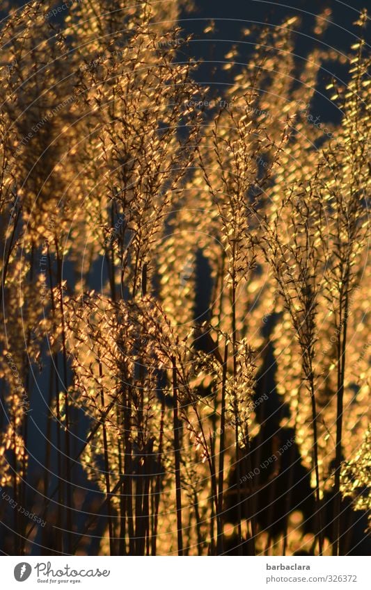 Infected Gold Rush. Nature Plant Sunlight Spring Bushes Garden Illuminate Growth Exotic Glittering Many Wild Moody Warm-heartedness Esthetic Mysterious Happy