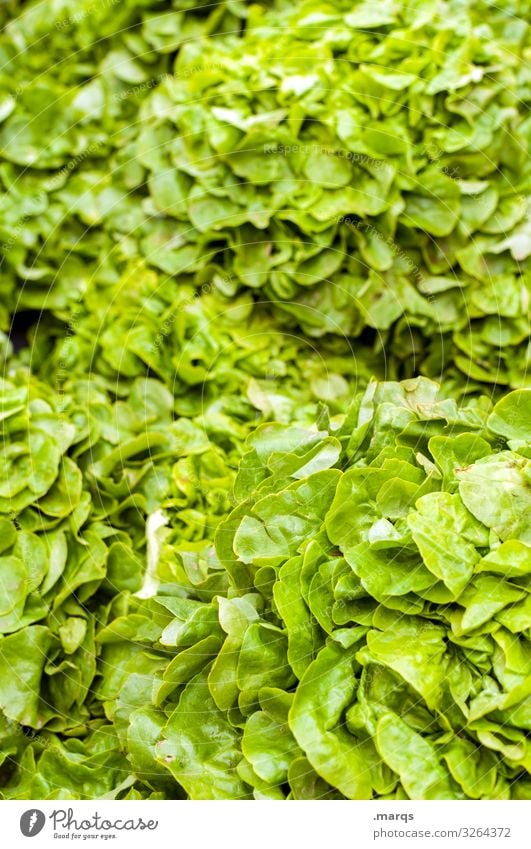 Salad leaves Food Lettuce Salad leaf Nutrition Organic produce Vegetarian diet Farmer's market Fresh Many Healthy Colour photo Exterior shot Close-up Deserted