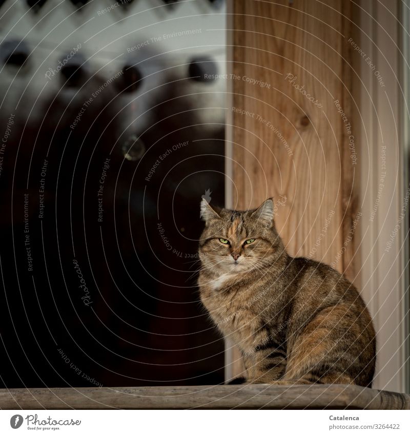 waiting Winter Hut Facade Window Pet Cat 1 Animal Wood Observe Sit pretty Brown Black Self-confident Colour photo Multicoloured Exterior shot Close-up Deserted