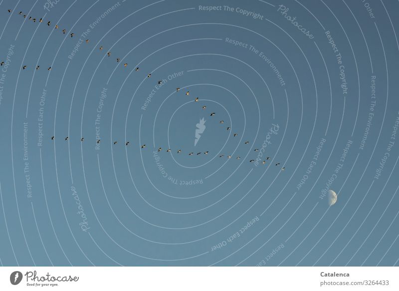 The crescent moon is in the sky this afternoon in late autumn as the cranes pass by Nature fauna birds Cranes Migratory birds Flying Moon Sky Autumn Evening