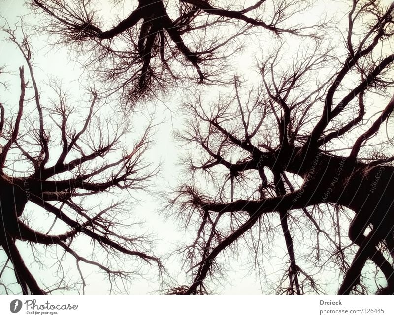 t(r)ee time Environment Nature Sky Winter Tree Park Forest Looking Large Tall Above Blue Black Subdued colour Exterior shot Contrast Upward