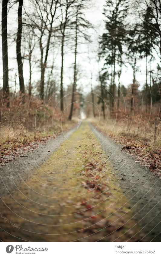 forest path Environment Nature Autumn Tree Grass Moss Park Forest Lanes & trails Footpath Vanishing point Colour photo Exterior shot Deserted Day Light Shadow