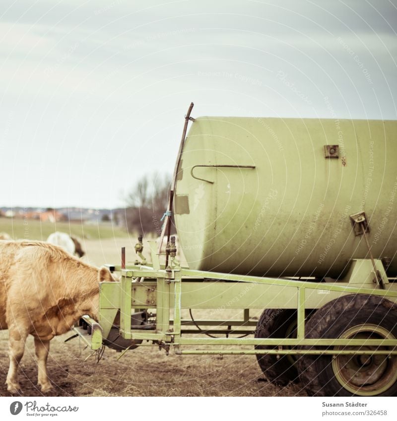 lunch Nature Winter Meadow Field Farm animal Group of animals To feed Muscular Soft Gold Cow Cattleherd Eating Brute watering place Watering Hole Colour photo