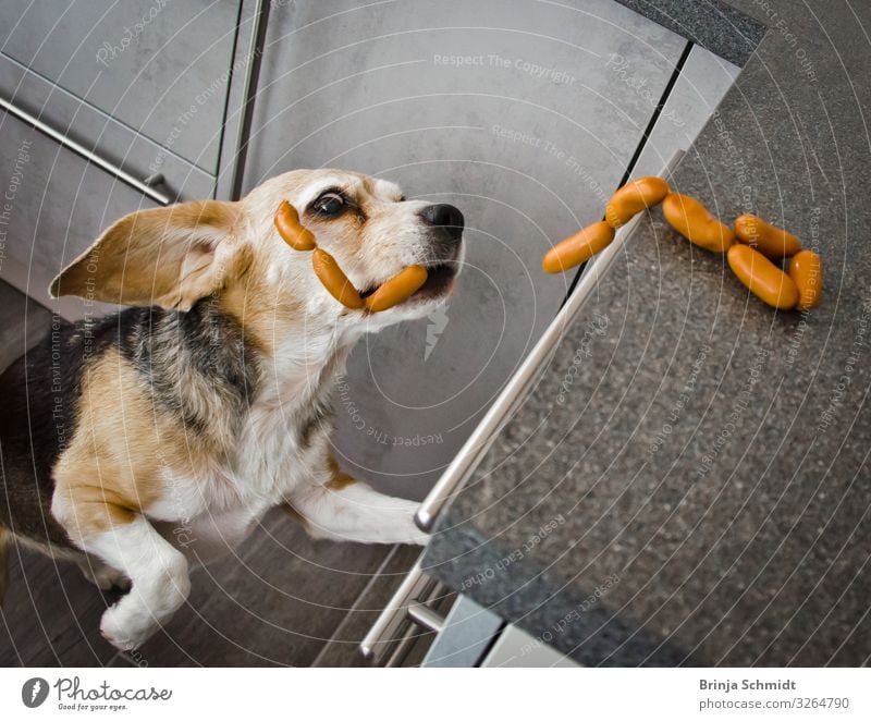 A cheeky Beagle steals sausages in the kitchen. Sausage Kitchen Pet Dog 1 Animal Movement Eating Catch To feed Feeding Hunting Authentic Cool (slang) Success