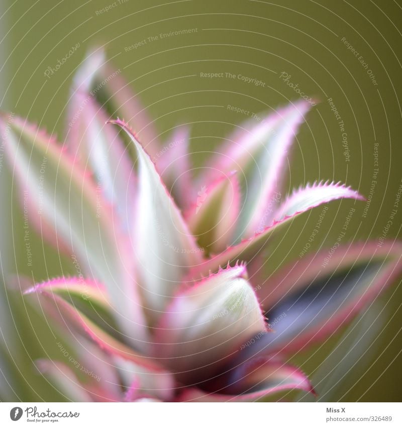 Pineapple :-D Fruit Thorny Ananas leaves Flower Leaf Colour photo Multicoloured Close-up Macro (Extreme close-up) Structures and shapes Deserted Copy Space top