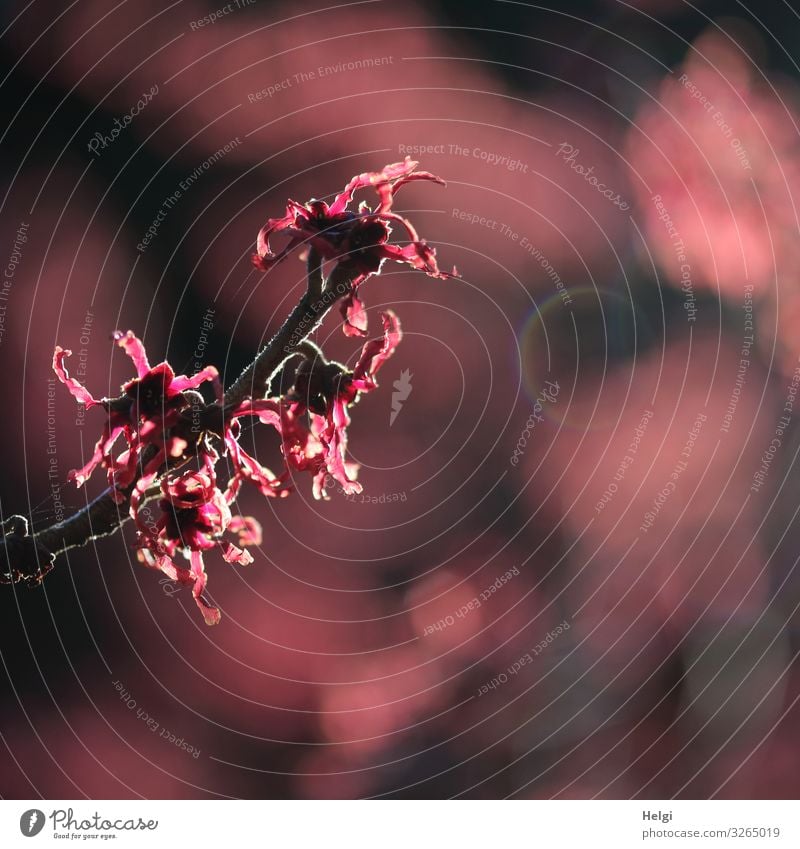 Close-up of a red flowering witch hazel in backlight with Bokeh Environment Nature Plant Winter Bushes Hamamelis japonica Hamamelis blossom Twig Park Blossoming