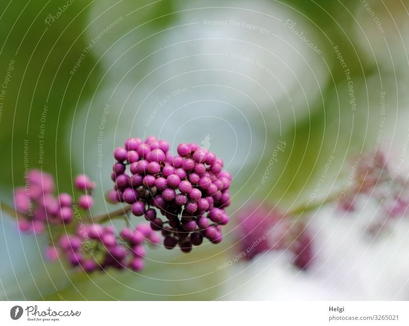 Close-up of seed heads of the love pearl bush Environment Nature Plant Autumn Bushes Seed head Chinese fruit of straight fruit Twig Garden To hold on Growth