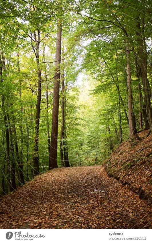 in the green Well-being Relaxation Calm Vacation & Travel Tourism Trip Adventure Freedom Hiking Environment Nature Landscape Autumn Tree Forest Loneliness