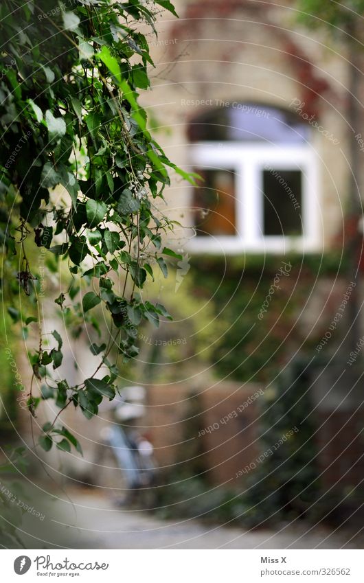 summer Flat (apartment) Garden Summer Plant Ivy Old town Growth Alley Window Ulm Colour photo Exterior shot Detail Deserted Shallow depth of field