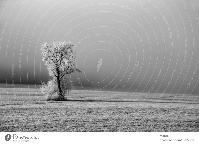 Winter landscape with a tree Background picture Beautiful Twig Bright Clarity Considerable Climate Cold Landscape Covered Dawn Day December Field Frost Frozen