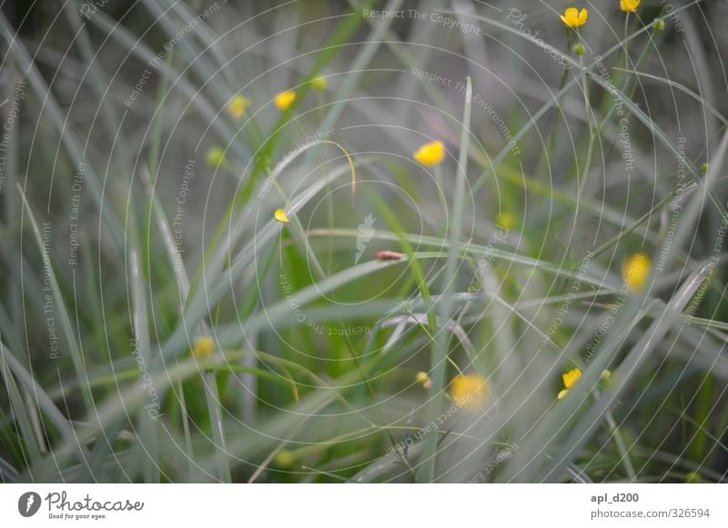 limbo Environment Nature Plant Animal Grass Bushes Meadow Beetle 1 Sit Uniqueness Yellow Green Contentment Esthetic Marsh marigold Colour photo Exterior shot