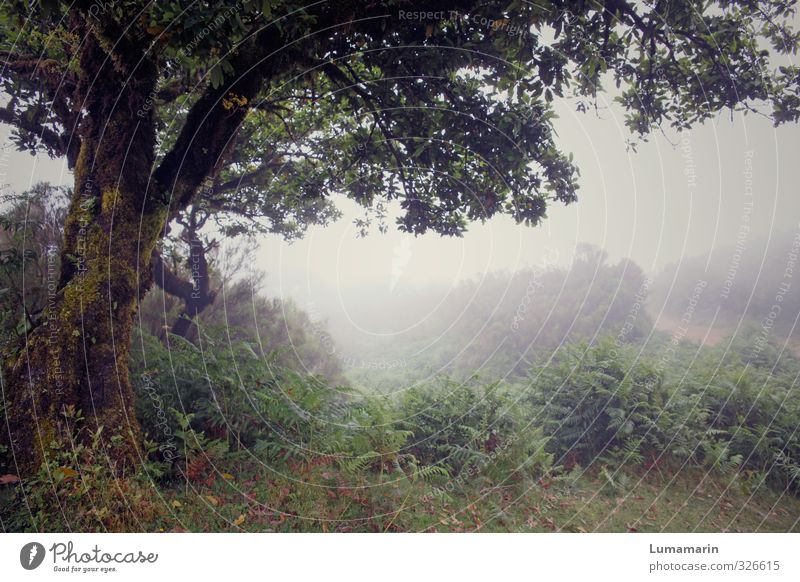 spirits Nature Landscape Plant Bad weather Fog Tree Fern Cold Gloomy Moody Power To console Calm Sadness Loneliness Mysterious Hope Crisis Life Protection