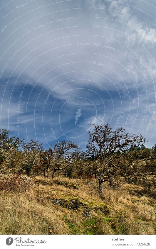 hiking Nature Sky Autumn Beautiful weather Tree Hill Mountain Hiking Colour photo Wide angle