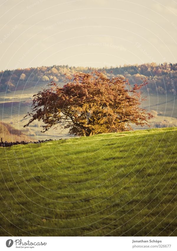 British Landscape I Environment Nature Autumn Beautiful weather Tree Grass Foliage plant Esthetic Tree of life Middle Slope Empty England English Great Britain