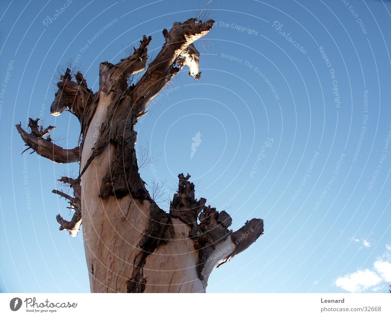 trunk Tree Plant Clouds Colour tone Tree bark Sky Tree trunk Silhouette