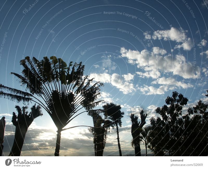 trees Tree Palm tree Plant Clouds Colour tone Africa Sky Tree trunk Silhouette