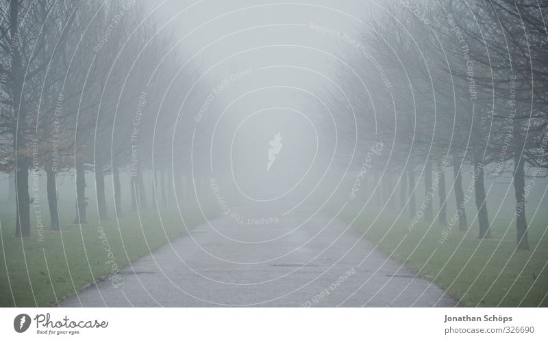 Glasgow fog V Great Britain Scotland Esthetic Dark Gloomy Gray Fog Ambiguous Unclear Concealed Dreary Creepy Cold Copy Space top Tree Winter Bleak Deserted