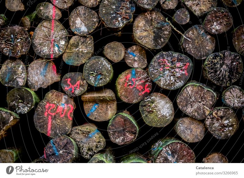 A wood joint, frontal view on which colour markings, mould are visible Woodpile log Firewood firewood Wood stacks storage wood supply sawn timber trunk